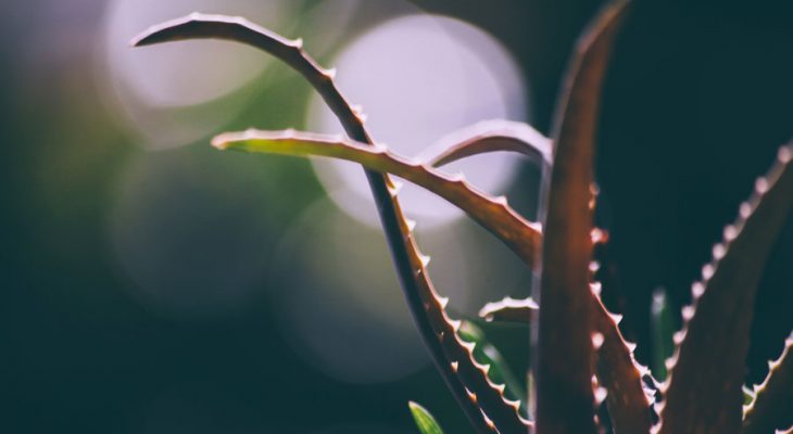 Aloe: Cos’è, proprietà, benefici e utilizzi